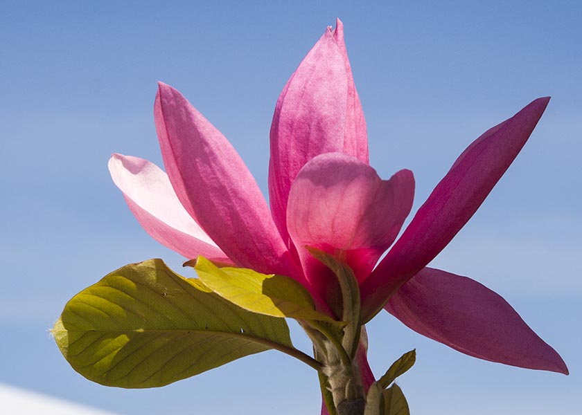 Pink Magnolia
