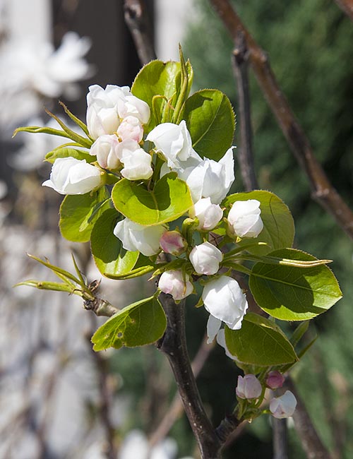 Pear Blossoms Ready to Open