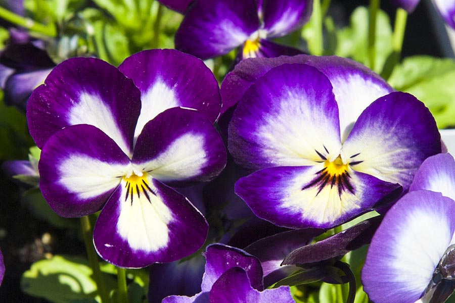 Purple Pansies