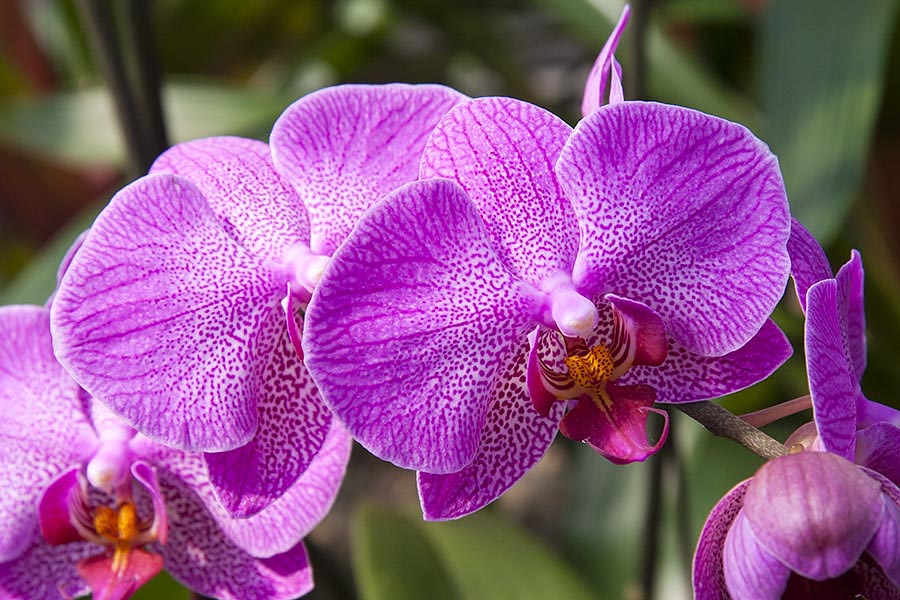 Spotty Pink Moth Orchid