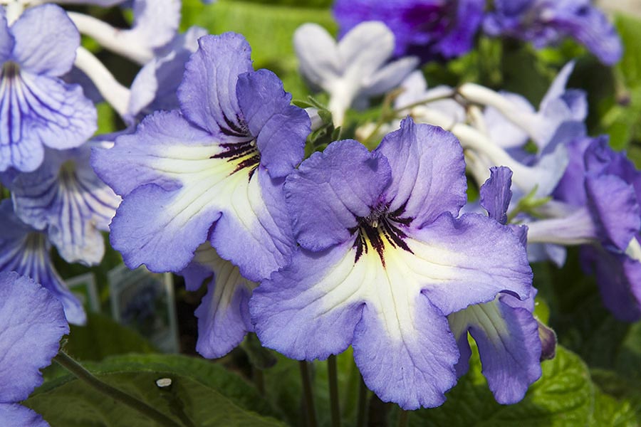 Streptocarpus