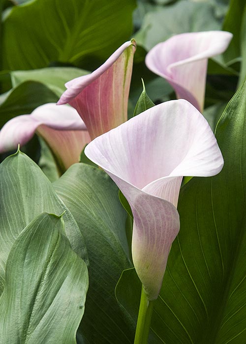 Pink Arum Lilies