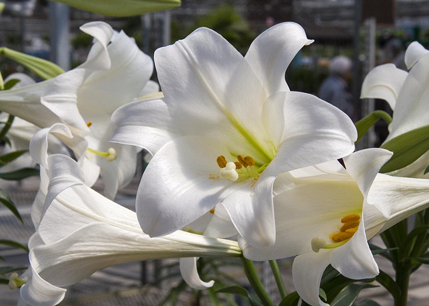 Easter Lilies