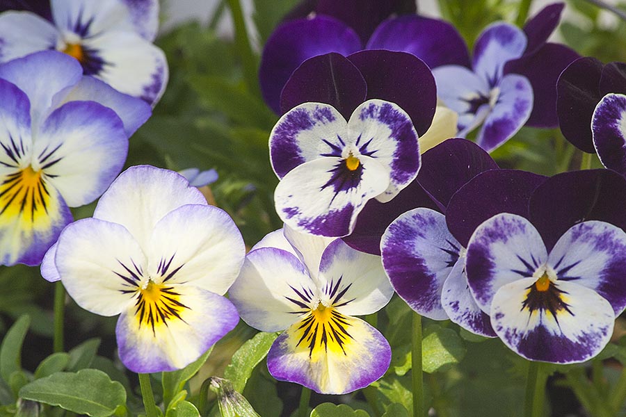 Violas