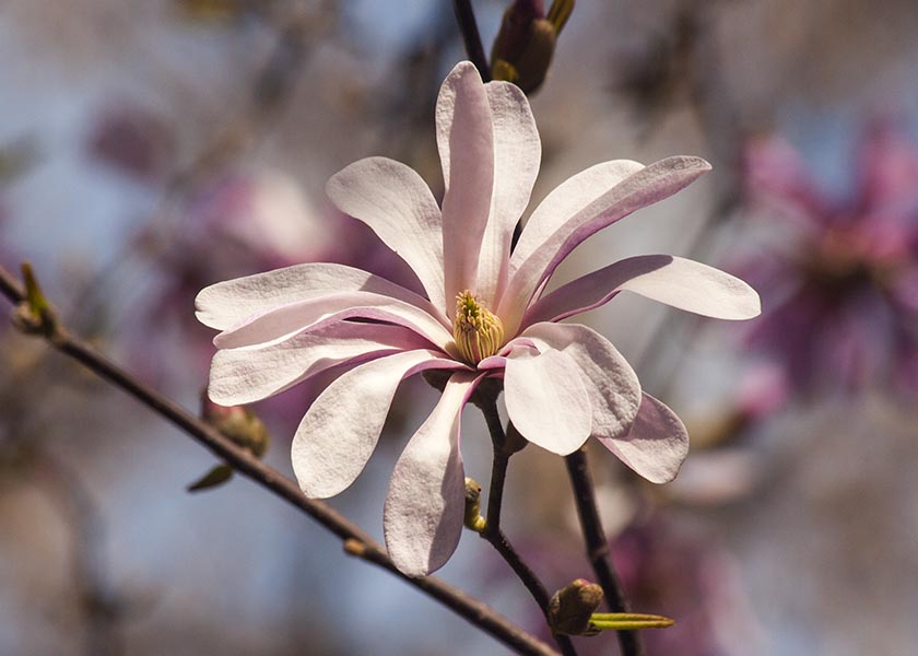 Pink Star Magnolia