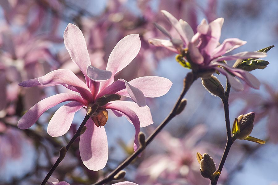 More Pink Magnolias