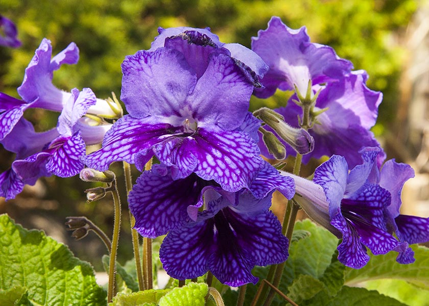 Purple Streptocarpus