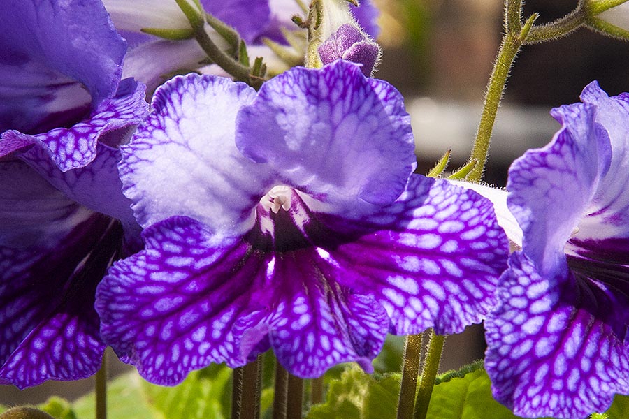 Streptocarpus Close Up