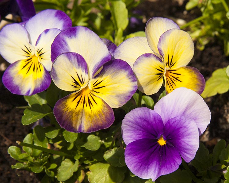 Sunny Violas