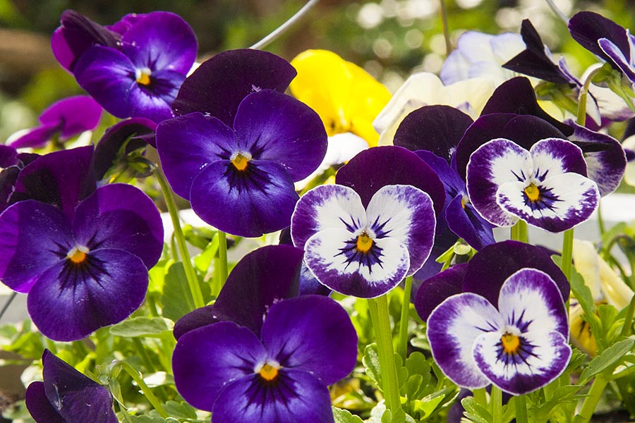Purple Violas