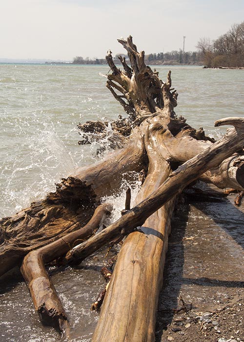 Giant Driftwood