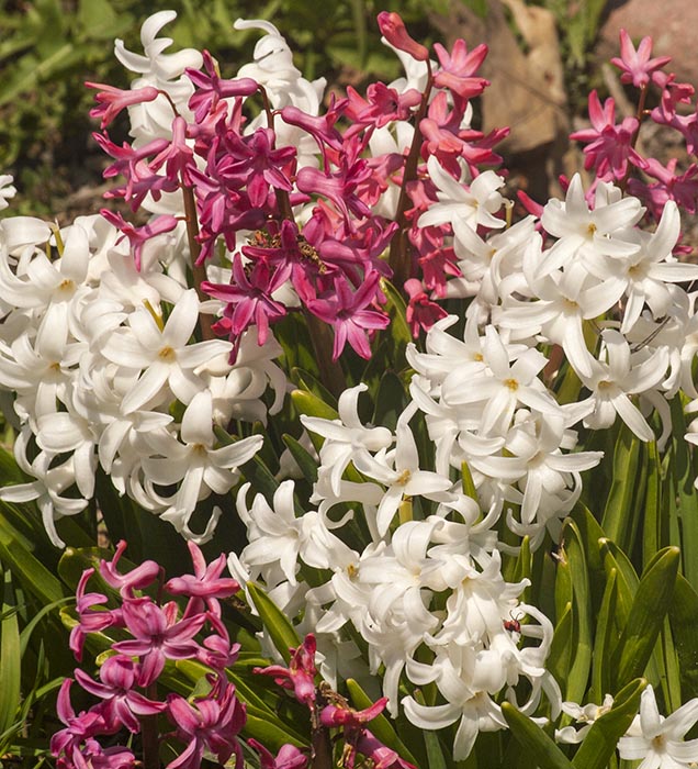 Hyacinths at the Park
