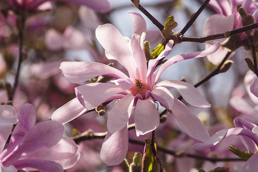 Pink Star Magnolia