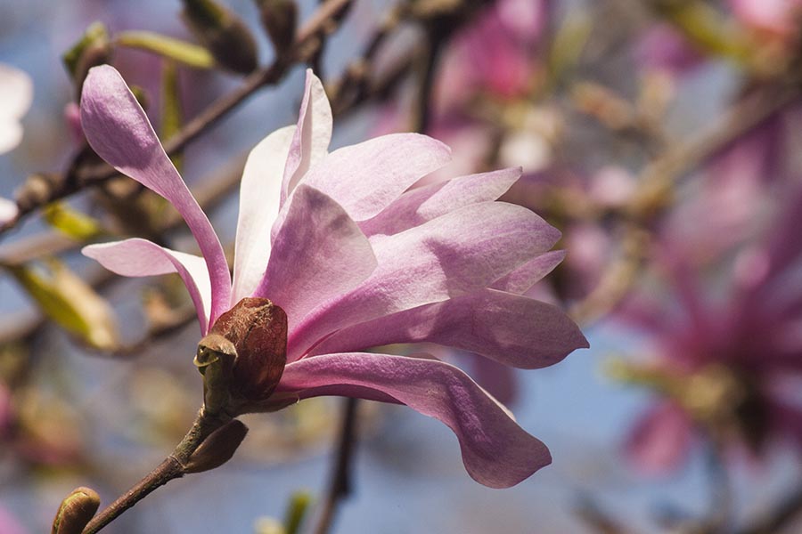 Star Magnolia Blossom