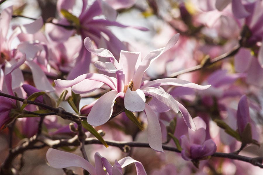 Magnolias in the Evening Sun