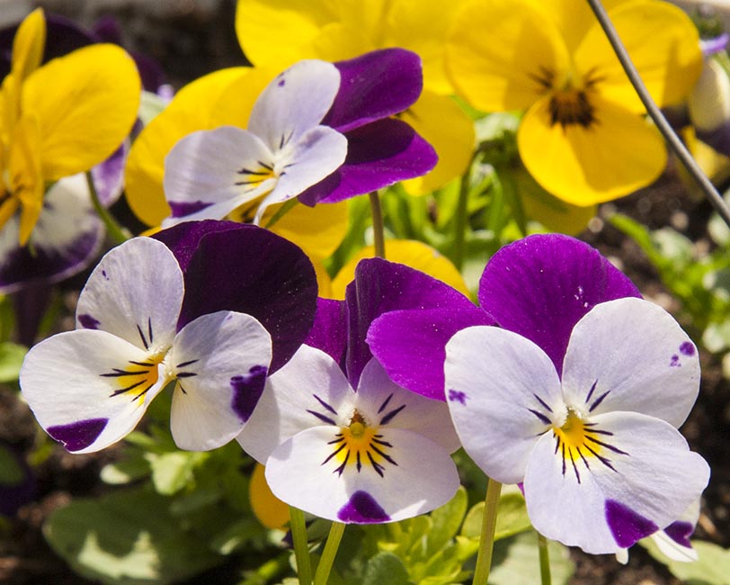 Cheery Violas