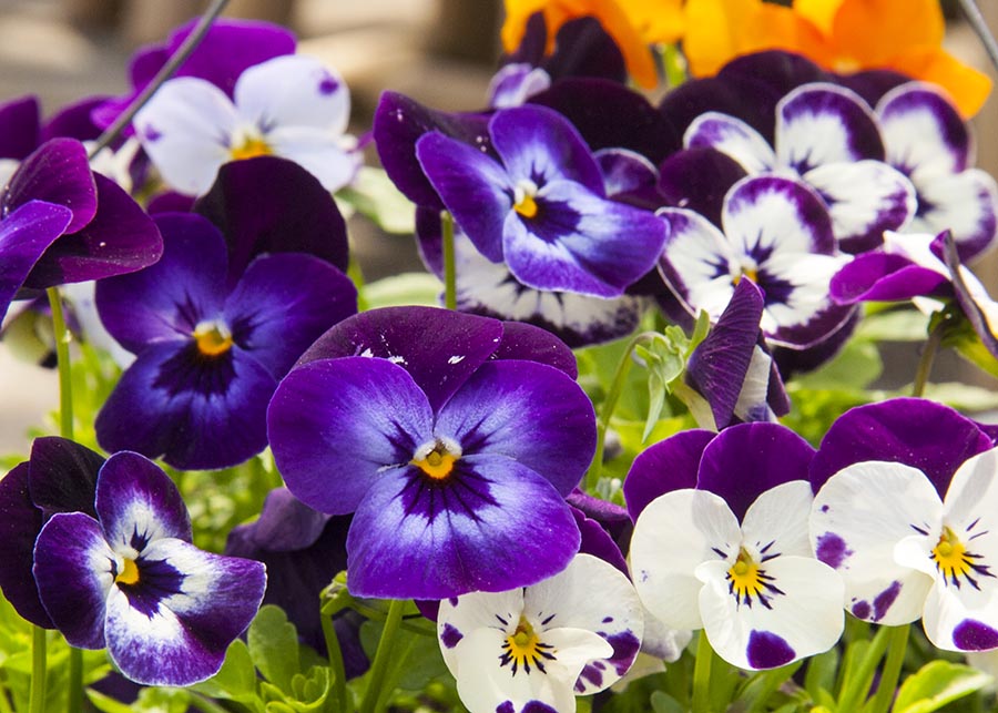 More Violas