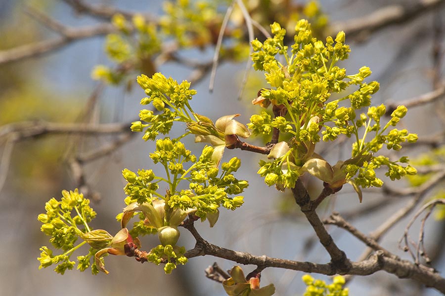 Maple in Bloom