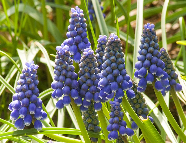Grape Hyacinths