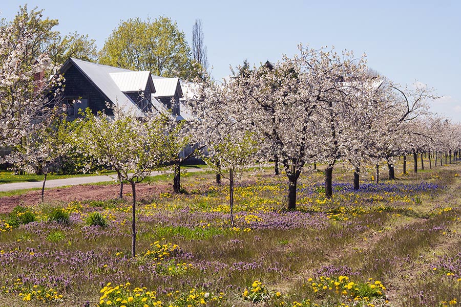 Orchard in Niagara