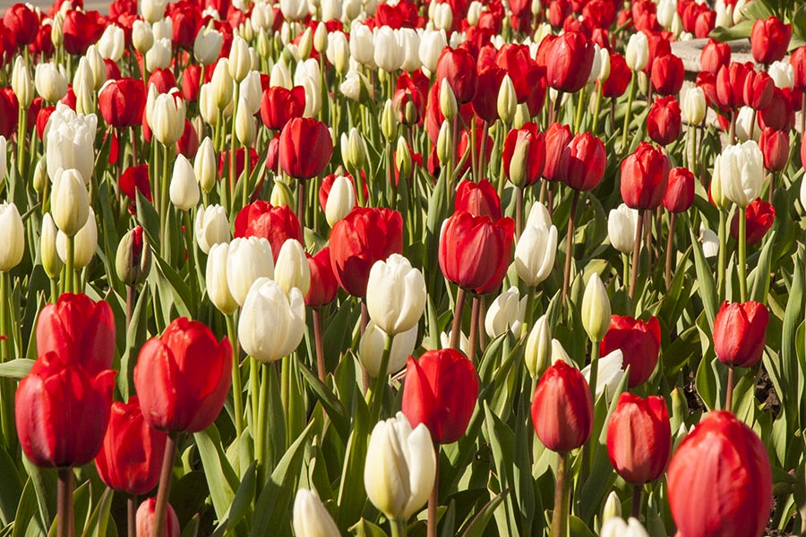 Red & White Tulips