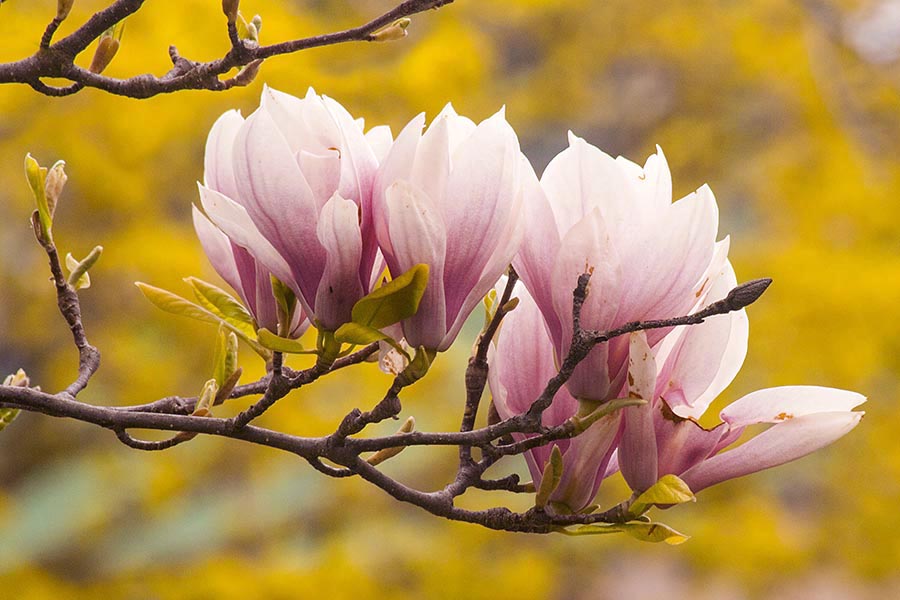 Saucer Magnolia