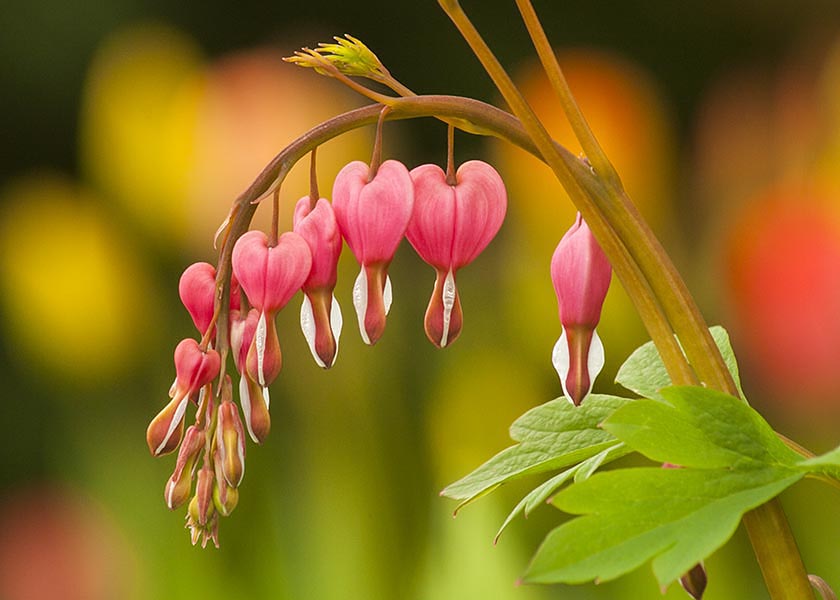 Bleeding Heart