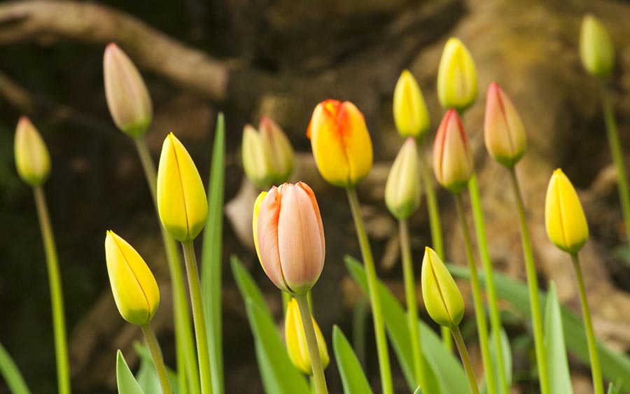 Tulip Buds