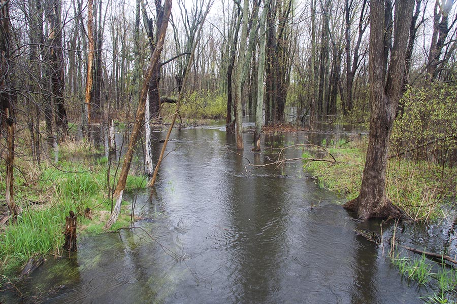 Flooded Forest