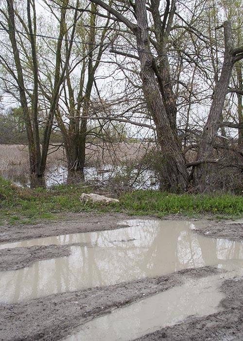Trees Swallowed by the Marsh