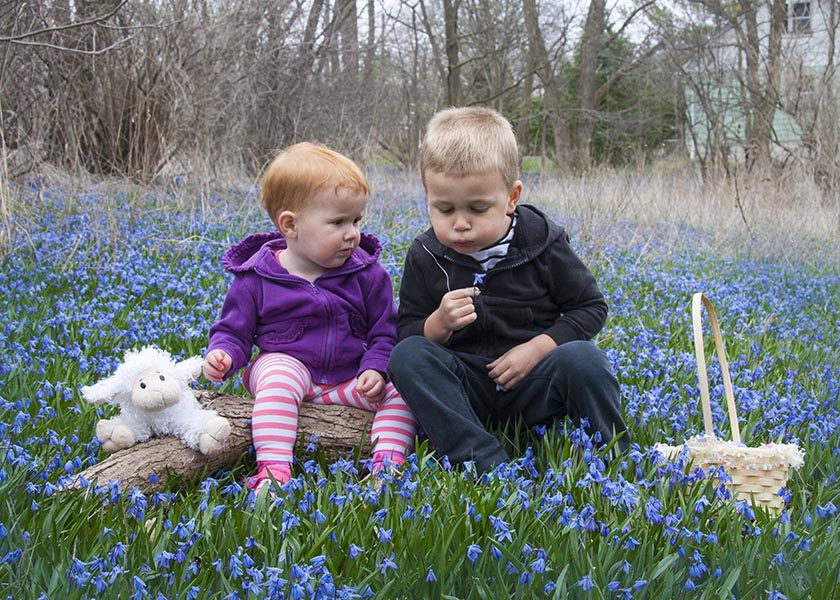 "Sorry, but it's not a Dandelion!"