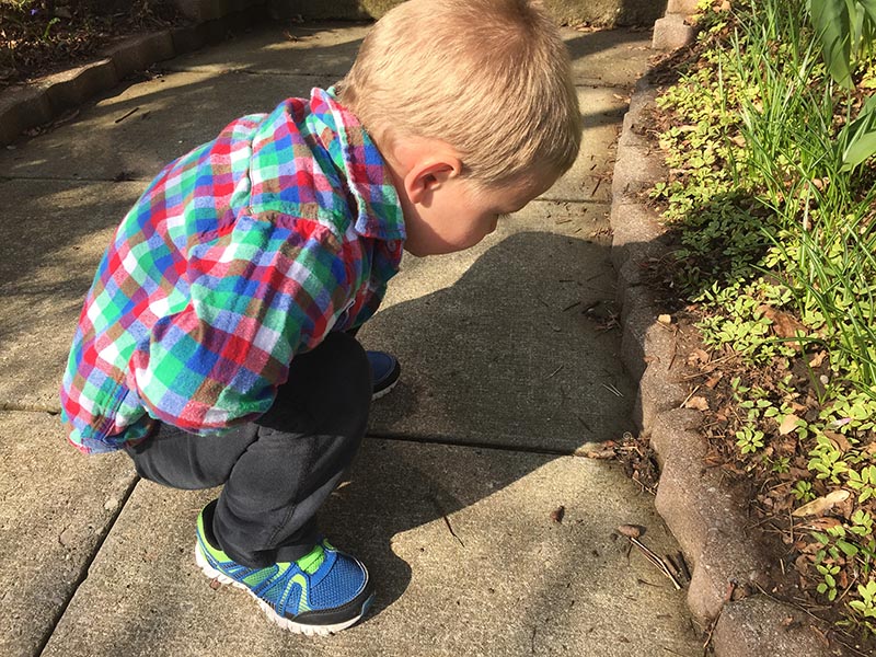 Checking Out a Snail on the Sidewalk