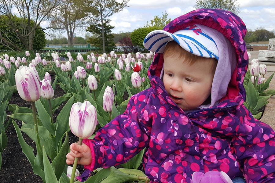Emily and the Tulips