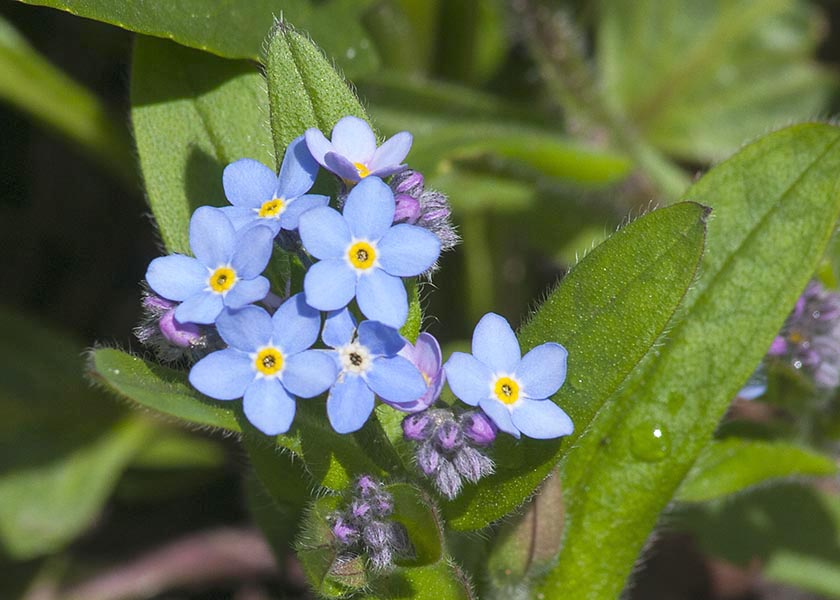 Forget-Me-Nots