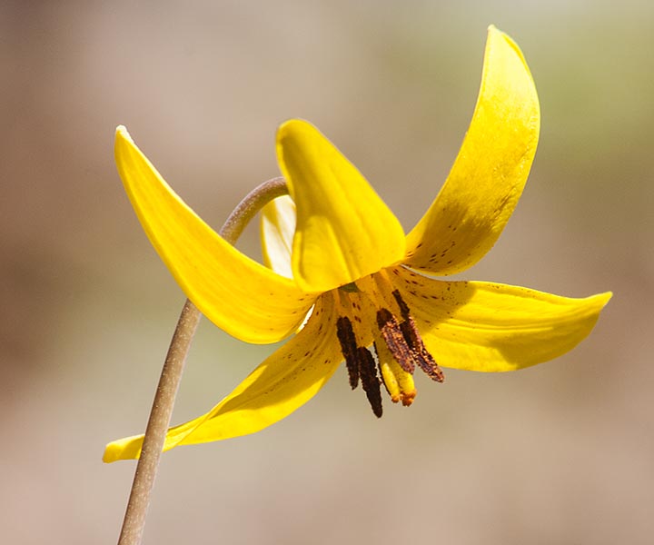 Trout Lily