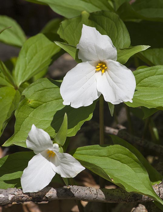 Trilliums