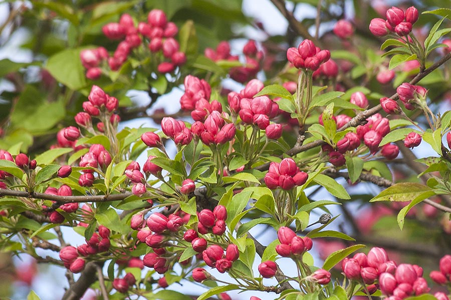 Ready to Burst into Bloom