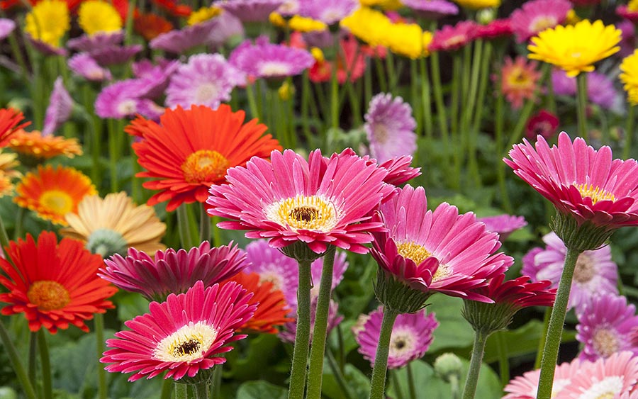 Colourful Gloriosa Daisies