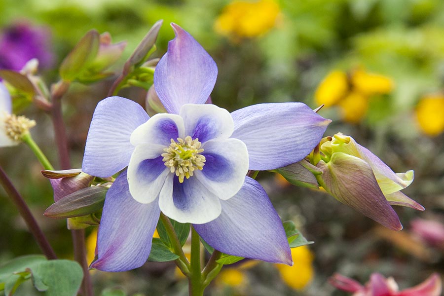 Columbine