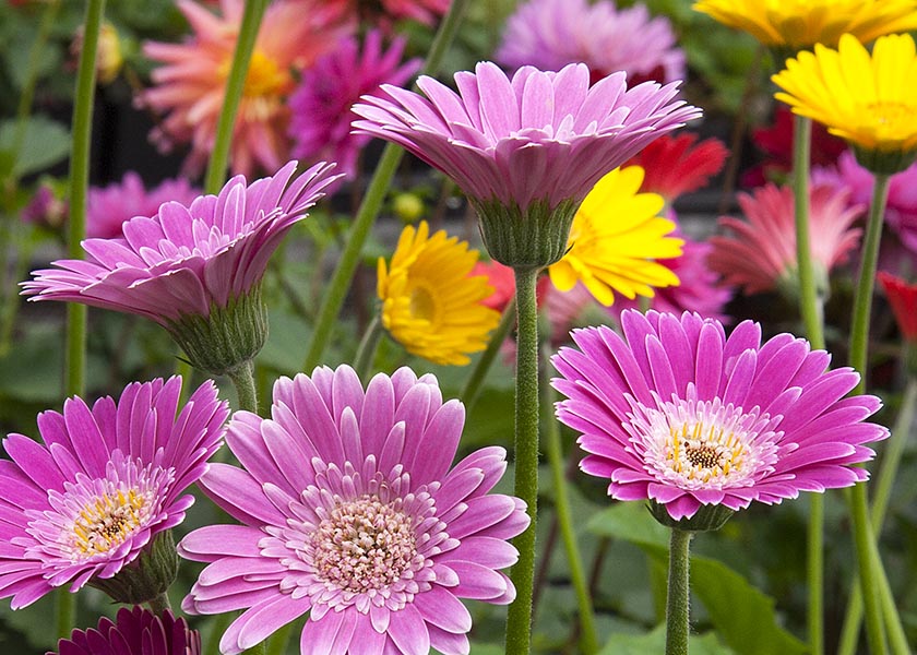 Pink Gerbera Daisles