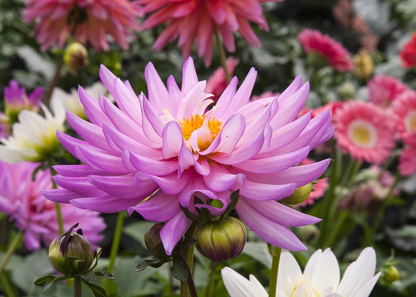 Pink Dahlia