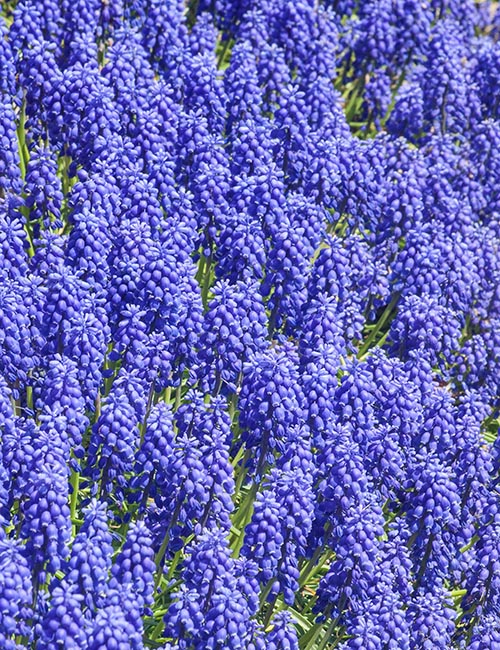 Grape Hyacinths