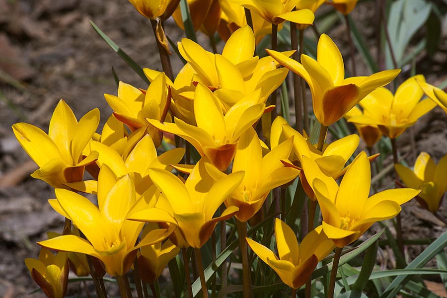 Compact Yellow Tulips