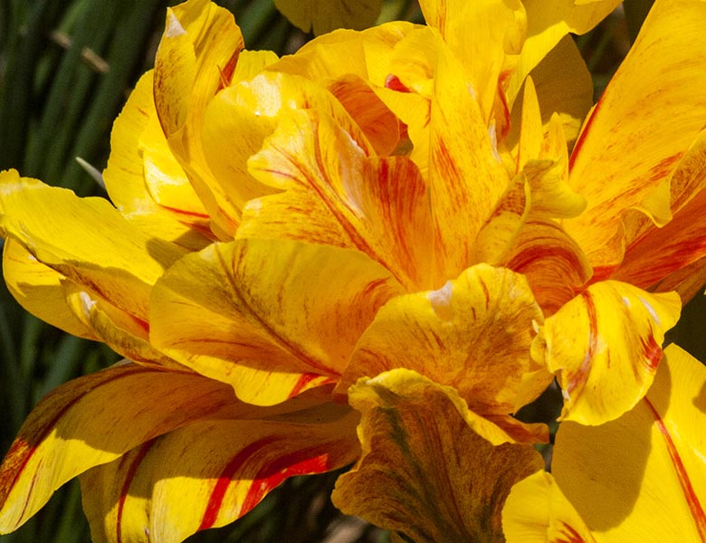 Variegated Yellow 'Parrot' Tulip