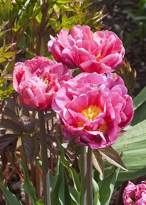 Could Pass for Peonies
