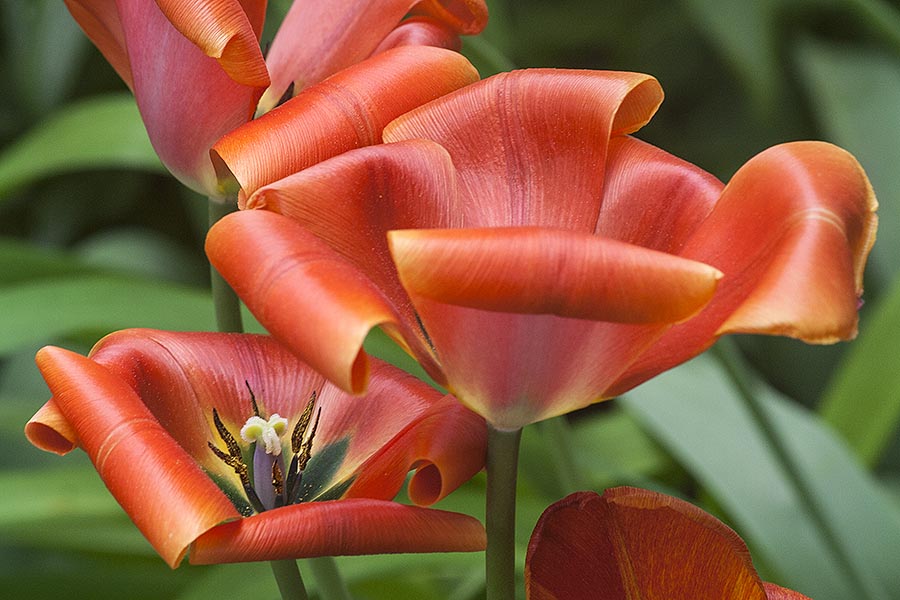 Tulips in a Heat Wave
