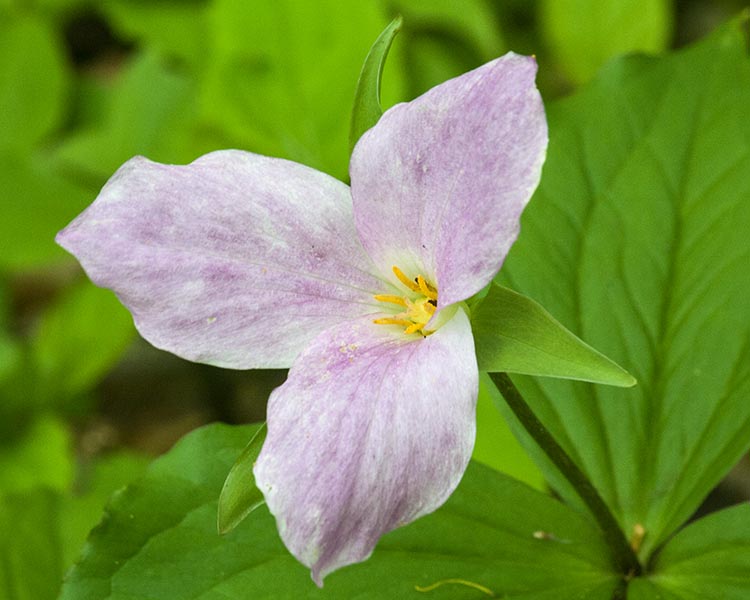 Blotchy Pink Trillium