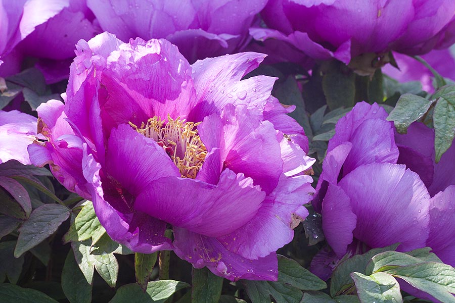 Peony after the Rain