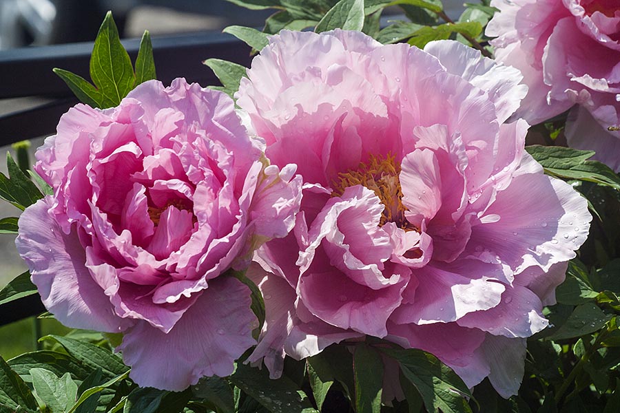 Two Pink Peonies