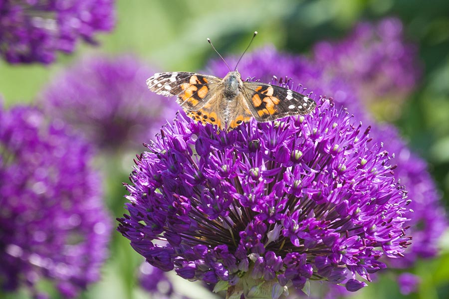 Butterfly on an Allium